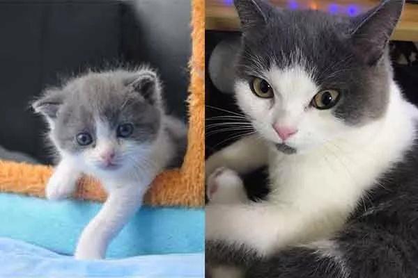 Первый клонированный котёнок родился в Китае
