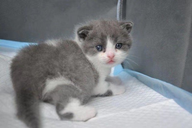 Первый клонированный кот по имени Чеснок родился в Китае (автор Цзя Чжэн diy.zol.com)