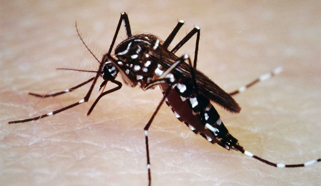 Aedes aegypti.jpg