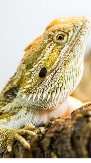 _89465865_dragon2.jpg