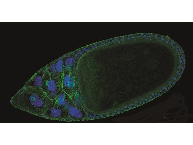 wolbachia.jpg