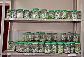 БАНКИ С ЗАПАХОМ.jpg